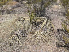 Yucca baccata brevifolia