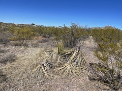 Yucca baccata brevifolia