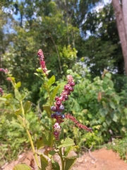 Phytolacca thyrsiflora
