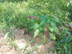 Phytolacca thyrsiflora