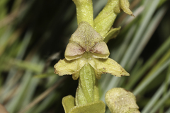 Disperis cardiophora