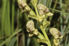 Disperis cardiophora