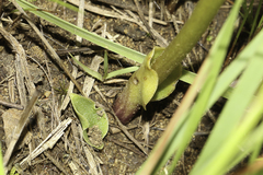 Disperis cardiophora