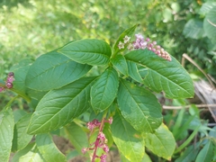 Phytolacca thyrsiflora