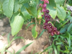 Phytolacca thyrsiflora