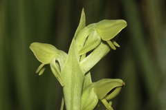 Habenaria laevigata