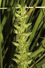 Habenaria lithophila