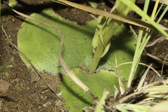 Habenaria lithophila