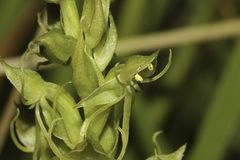 Habenaria lithophila