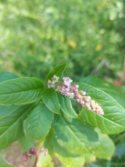 Phytolacca thyrsiflora
