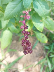 Phytolacca thyrsiflora