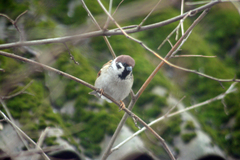 Passer montanus