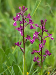 Anacamptis laxiflora
