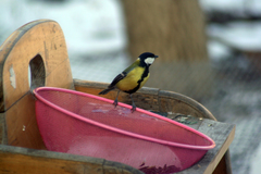 Parus major
