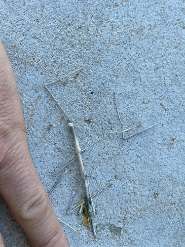 iNaturalist observation photo of Stick Insects