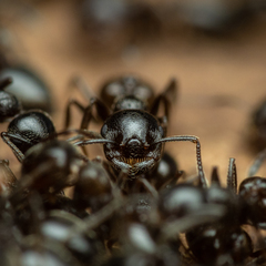 Crematogaster auberti