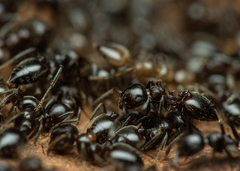 Crematogaster auberti