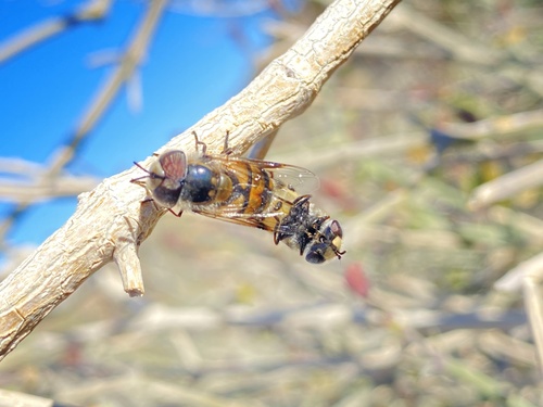 iNaturalist observation photo of Copestylum fornax