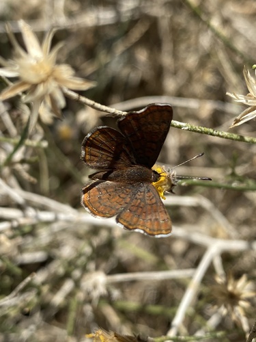 iNaturalist observation photo of Wright's Metalmark