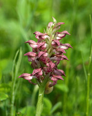 Anacamptis coriophora fragrans