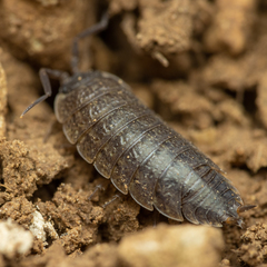 Porcellio provincialis