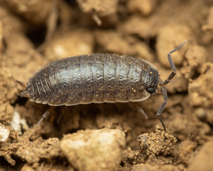Porcellio provincialis