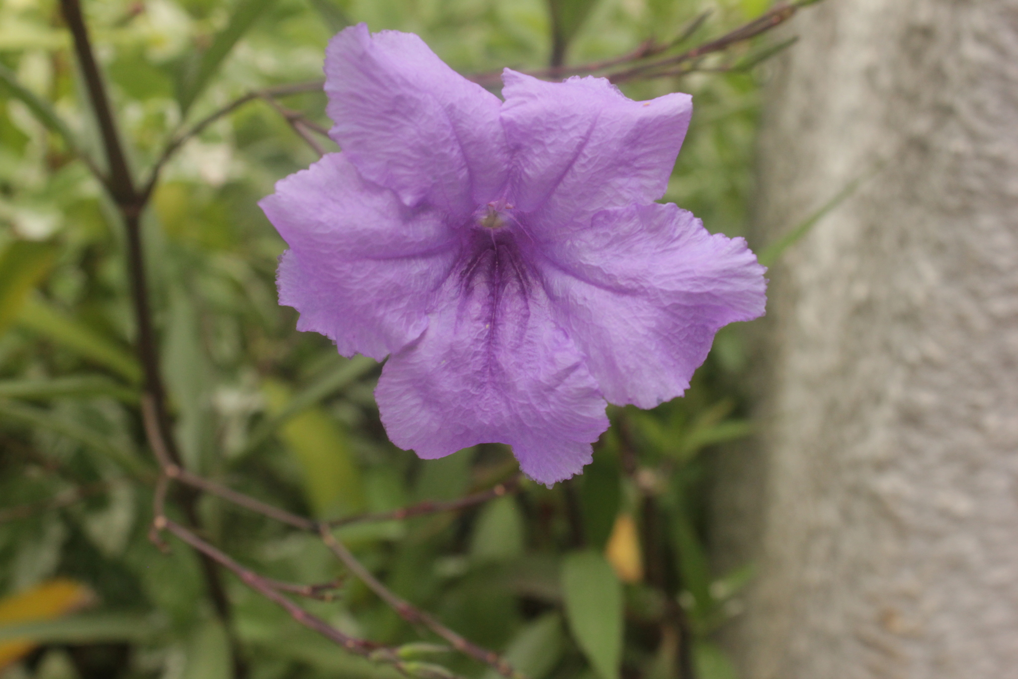 Ruellia simplex