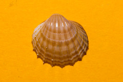 Acanthocardia paucicostata