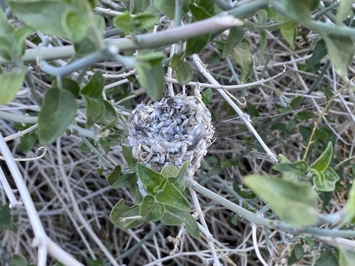 iNaturalist observation photo of Costa's Hummingbird