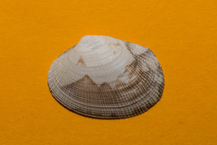 Ruditapes decussatus