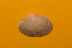 Ruditapes decussatus