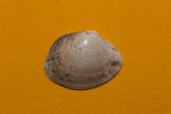 Ruditapes decussatus