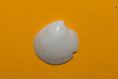 Dosinia lupinus
