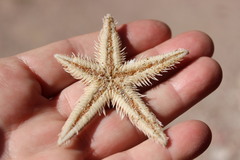 Astropecten armatus