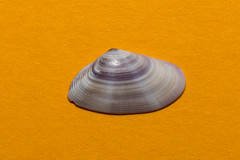 Donax semistriatus