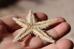 Astropecten armatus