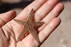 Astropecten armatus