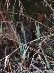 Gallinula chloropus