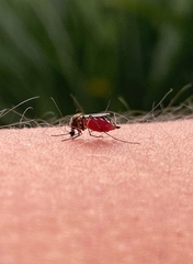 Aedes scapularis