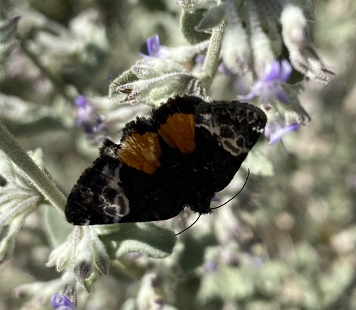 iNaturalist observation photo of Annaphila astrologa