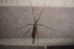 Tipula longiventris