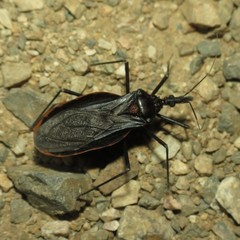 Triatoma recurva
