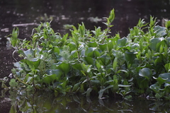 Jaegeria bellidiflora
