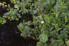 Jaegeria bellidiflora
