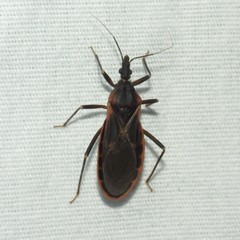 Triatoma rubida