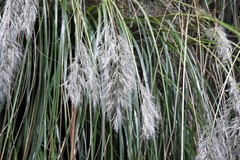 Cortaderia hieronymi