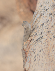 Pristurus insignis