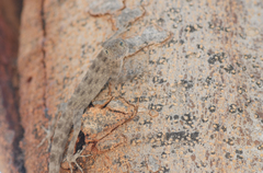 Pristurus insignis