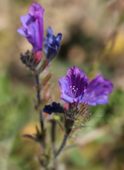 Echium creticum