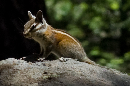 Lodgepole Chipmunk